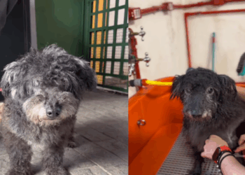 Vira-lata é deixado para trás em campanha e comove ao seguir na adoção de cão idoso