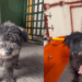 Vira-lata é deixado para trás em campanha e comove ao seguir na adoção de cão idoso