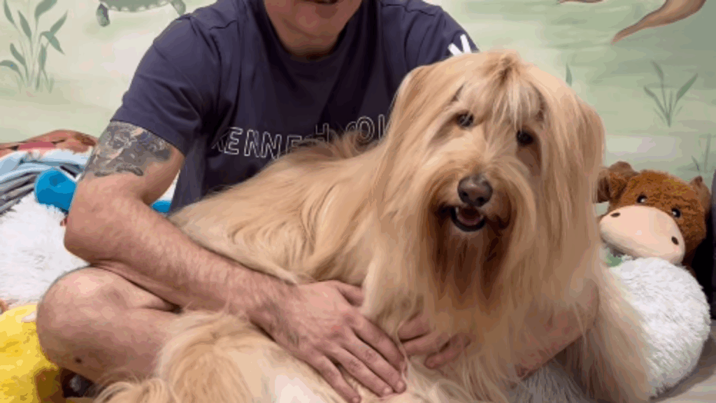 O que muda na ciência canina em 2026 com o teste de DNA em cão vira-lata e como isso quebra mitos