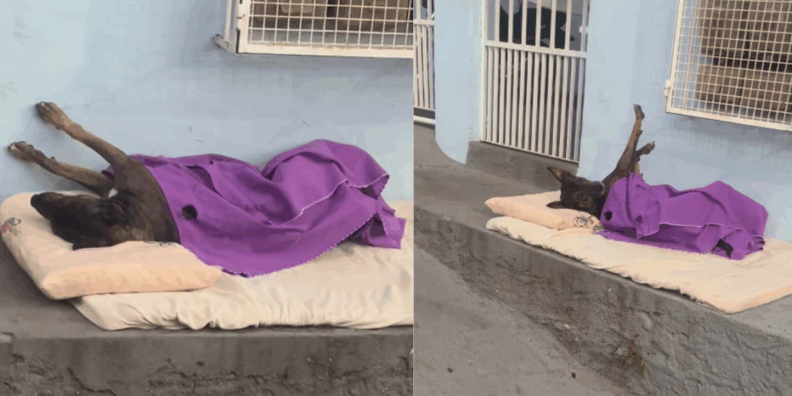 Cachorro de rua ganha cama com colchão e cobertor em calçada de Vila Velha e viraliza