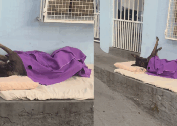 Cachorro de rua ganha cama com colchão e cobertor em calçada de Vila Velha e viraliza