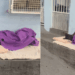 Cachorro de rua ganha cama com colchão e cobertor em calçada de Vila Velha e viraliza