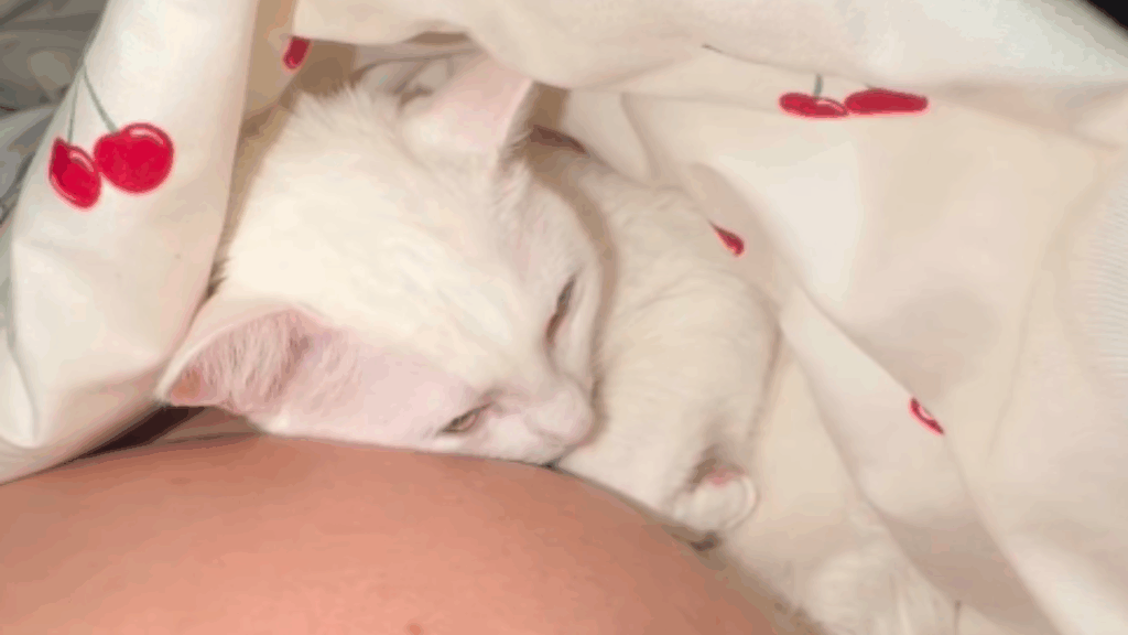 'Agonia de pele': gata que exige barreira para aceitar carinho quebra regra ao deitar em barriga de grávida