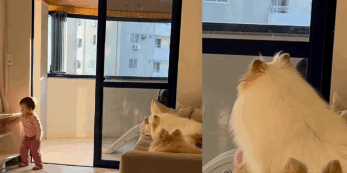“O filho é seu, resolva você”: cachorrinha que ignorou o irmãozinho chorando viraliza na web