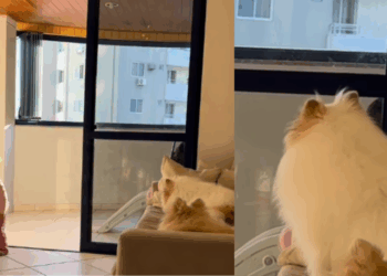 “O filho é seu, resolva você”: cachorrinha que ignorou o irmãozinho chorando viraliza na web