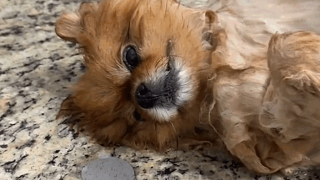 'Jurei que era de brinquedo': Lulu da Pomerânia fica imóvel durante banho e viraliza como pelúcia