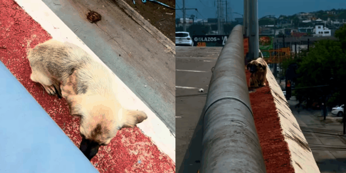 Protetor enfrenta o pior cenário no resgate de cachorro em viaduto perigoso no México