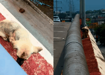 Protetor enfrenta o pior cenário no resgate de cachorro em viaduto perigoso no México