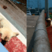 Protetor enfrenta o pior cenário no resgate de cachorro em viaduto perigoso no México