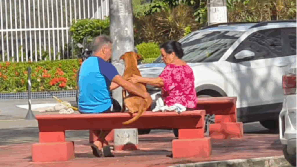 “Ela se emocionou de longe”: vira-lata caramelo que espera por adoção ganha banho e carinho de casal e vídeo viraliza