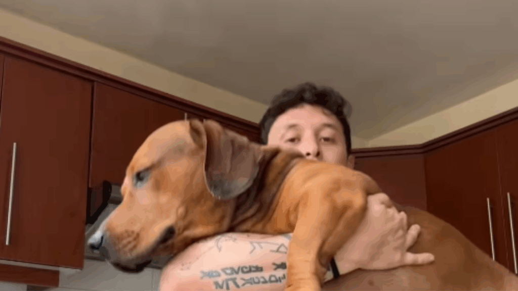“Ninguém acreditou no que viu”: jovem apresenta mistura de pitbull com dachshund e deixa a internet surpresa
