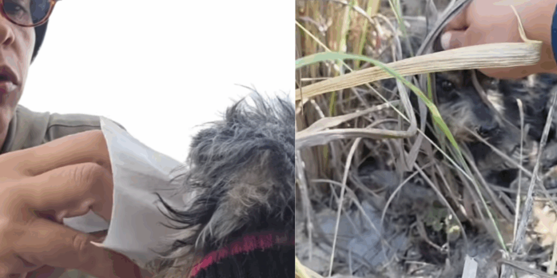 “Meu coração não me deixou seguir”: Caminhoneira resgata cão abandonado na rodovia
