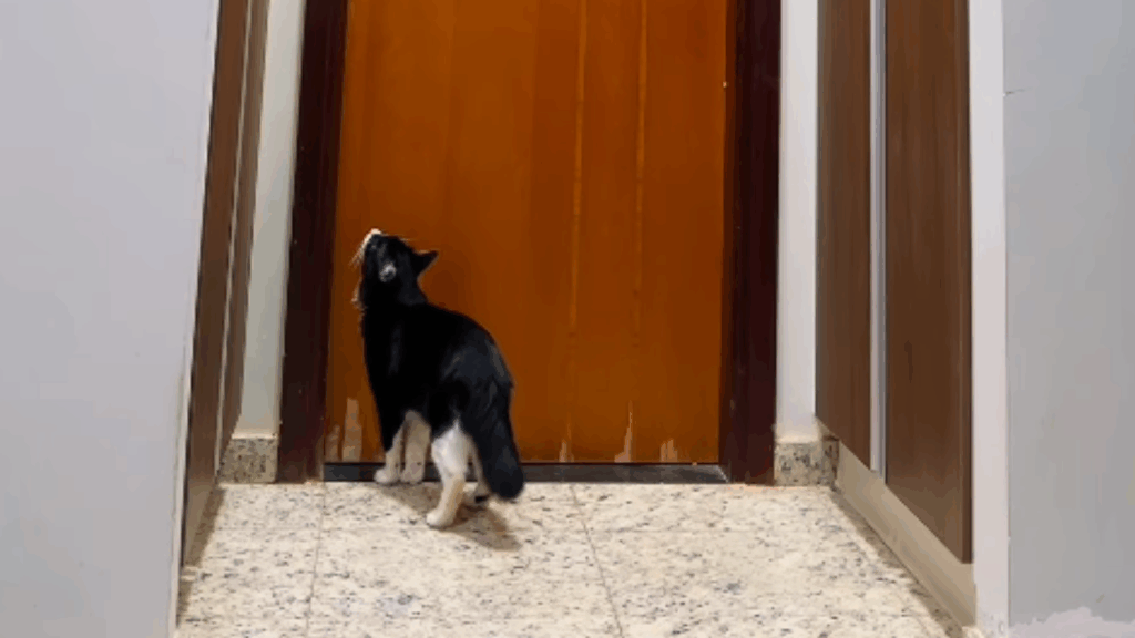 'Arquiteto do caos': Gato frajola aprende a se trancar no banheiro por dentro e obriga família a usar escada na porta