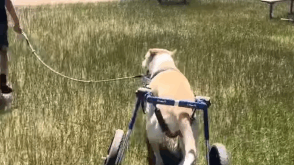 "Ele é nosso, não podemos desistir": Menino emociona ao lutar pelo tratamento de cachorro adotado