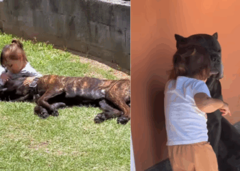 Cachorro Cane Corso gigante viraliza ao ter dentes "investigados" por menina de 2 anos