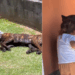 Cachorro Cane Corso gigante viraliza ao ter dentes "investigados" por menina de 2 anos