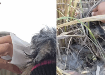“Meu coração não me deixou seguir”: Caminhoneira resgata cão abandonado na rodovia
