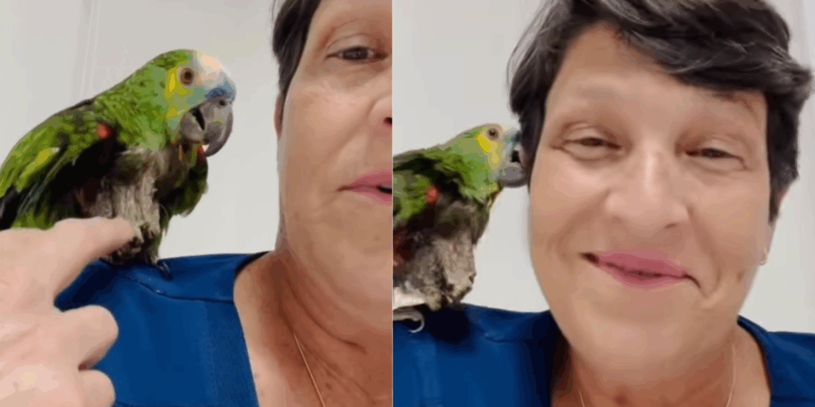 Conheça a papagaia resgatada após 40 anos em gaiola que ganhou chance de nova vida