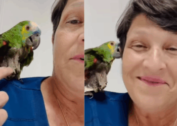 Conheça a papagaia resgatada após 40 anos em gaiola que ganhou chance de nova vida
