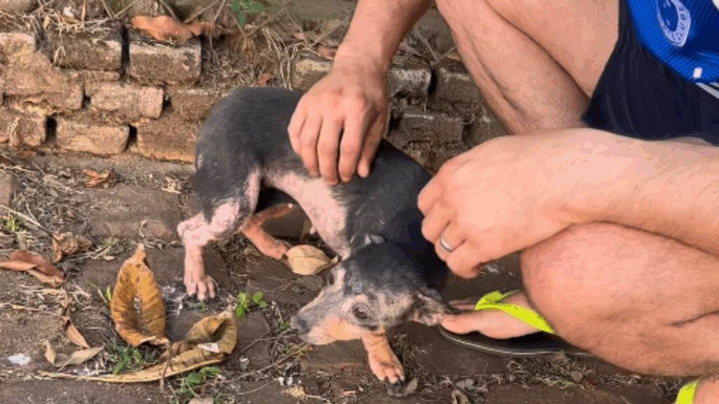 A emocionante história da cachorrinha resgatada do lixo em Uberaba que comoveu as redes