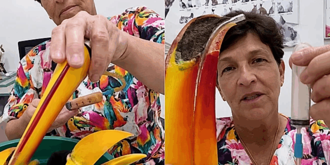 Veterinária cria 'mãe de mentira' com bico de tucano para alimentar filhotes órfãos em SP