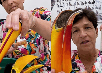 Veterinária cria 'mãe de mentira' com bico de tucano para alimentar filhotes órfãos em SP
