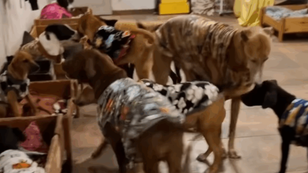 “Não era um canil, era um recomeço”: Voluntários transformam prisão desativada em santuário para animais resgatados