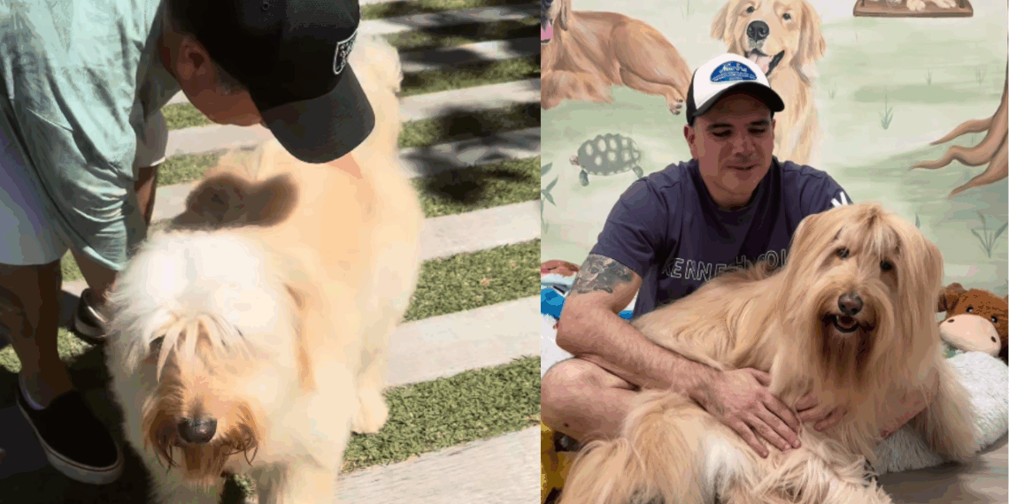 O que muda na ciência canina em 2026 com o teste de DNA em cão vira-lata e como isso quebra mitos