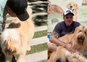 O que muda na ciência canina em 2026 com o teste de DNA em cão vira-lata e como isso quebra mitos