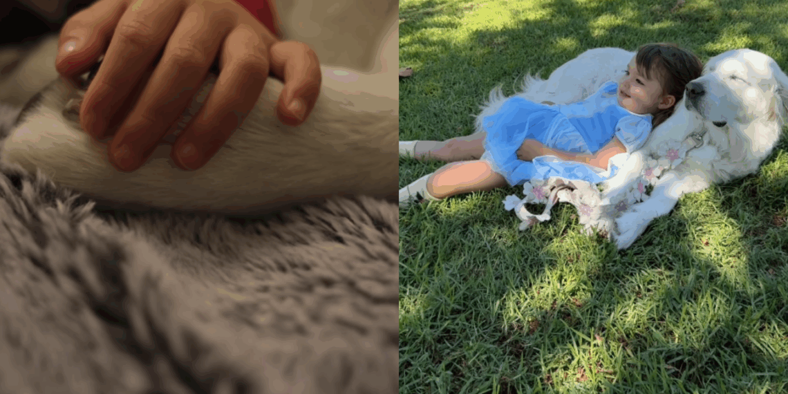 "Parecem almas gêmeas": Golden Retriever recusava-se a passear sem a tutora grávida e hoje é a sombra da bebê