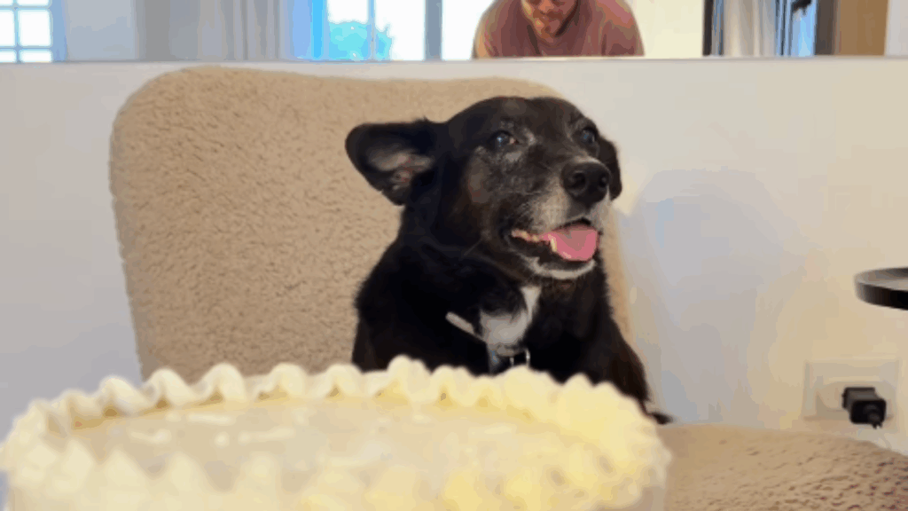 “Ele só tinha um trabalho”: cão que sabotou o chá revelação por causa de chantilly vira meme