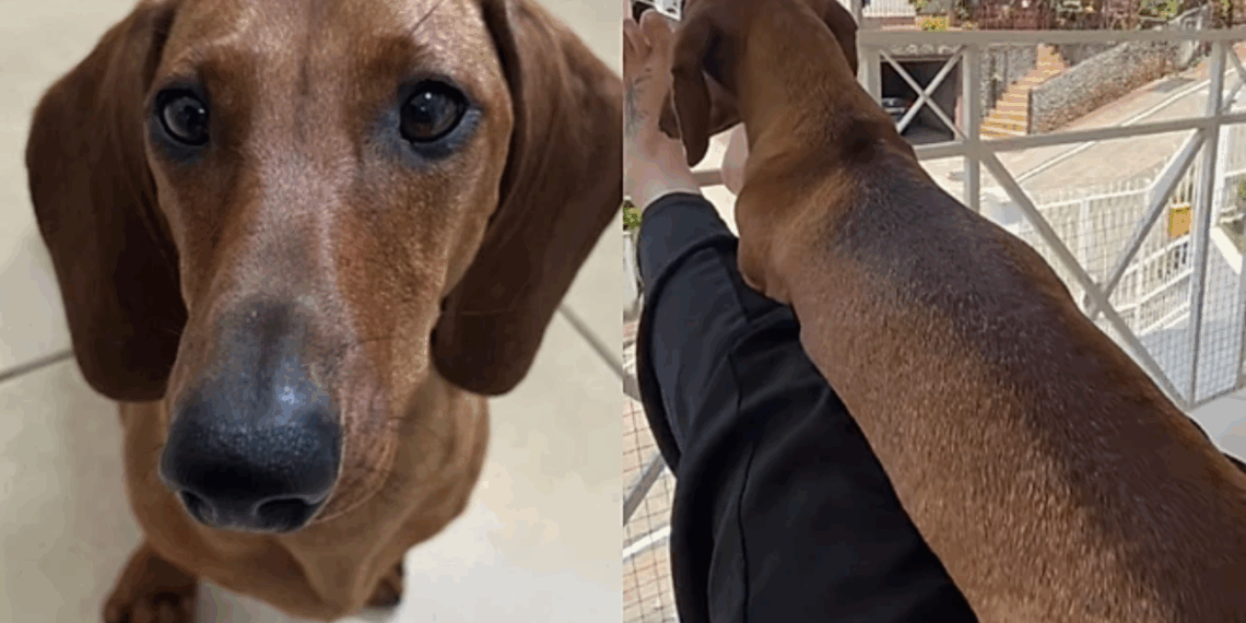 'Cuidado! Veículo longo': Jovem exibe dachshund de 'edição limitada' e internet brinca com recorde