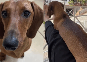 'Cuidado! Veículo longo': Jovem exibe dachshund de 'edição limitada' e internet brinca com recorde