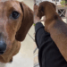 'Cuidado! Veículo longo': Jovem exibe dachshund de 'edição limitada' e internet brinca com recorde