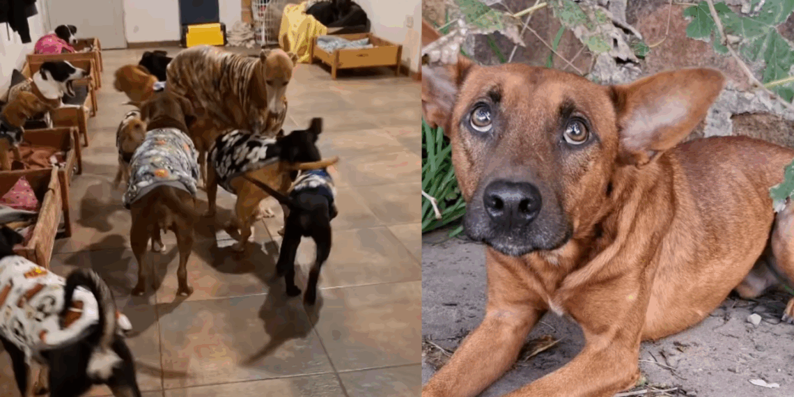 “Não era um canil, era um recomeço”: Voluntários transformam prisão desativada em santuário para animais resgatados