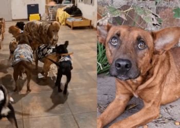 “Não era um canil, era um recomeço”: Voluntários transformam prisão desativada em santuário para animais resgatados