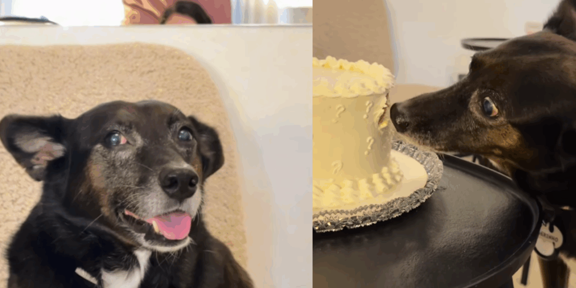 “Ele só tinha um trabalho”: cão que sabotou o chá revelação por causa de chantilly vira meme