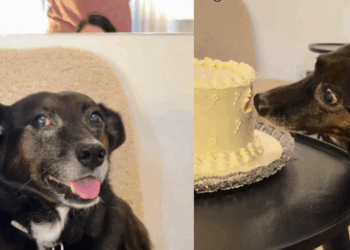 “Ele só tinha um trabalho”: cão que sabotou o chá revelação por causa de chantilly vira meme