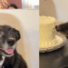 “Ele só tinha um trabalho”: cão que sabotou o chá revelação por causa de chantilly vira meme