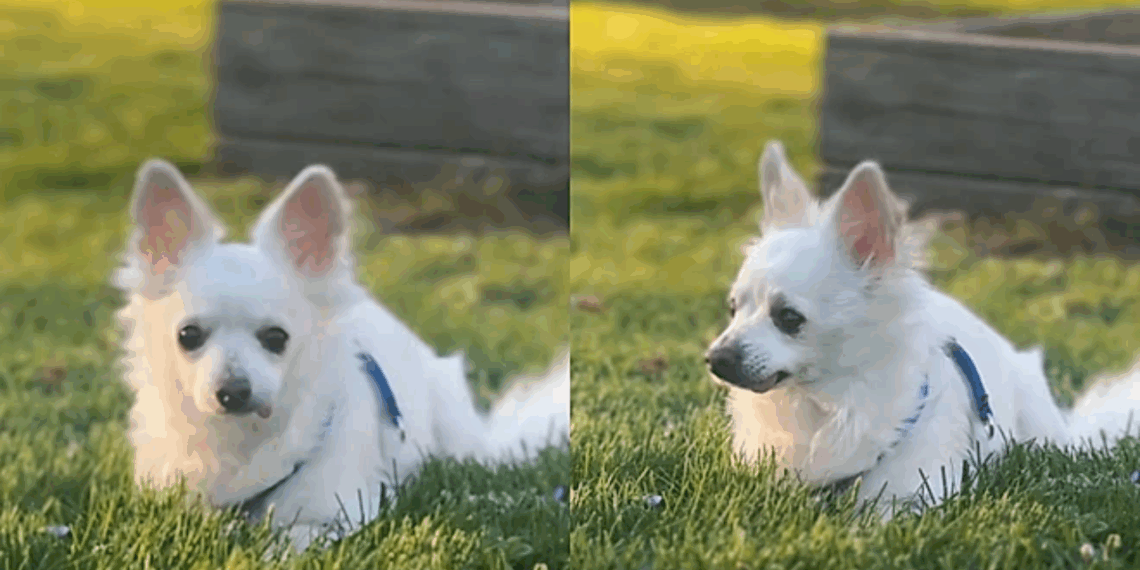 Dono leva chihuahua saudável para eutanásia porque ele não se adaptou ao novo cão da casa