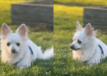 Dono leva chihuahua saudável para eutanásia porque ele não se adaptou ao novo cão da casa
