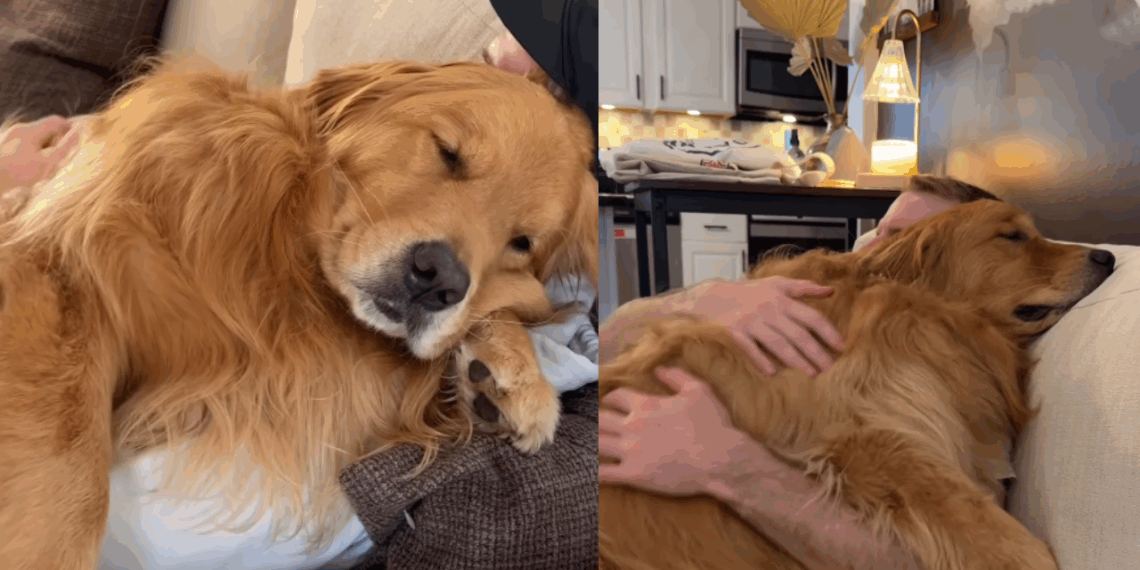 "O cão mais emotivo da web": Golden fica inconsolável ao ver tutor sair e comove milhões nas redes sociais