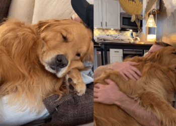 "O cão mais emotivo da web": Golden fica inconsolável ao ver tutor sair e comove milhões nas redes sociais
