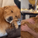"O cão mais emotivo da web": Golden fica inconsolável ao ver tutor sair e comove milhões nas redes sociais