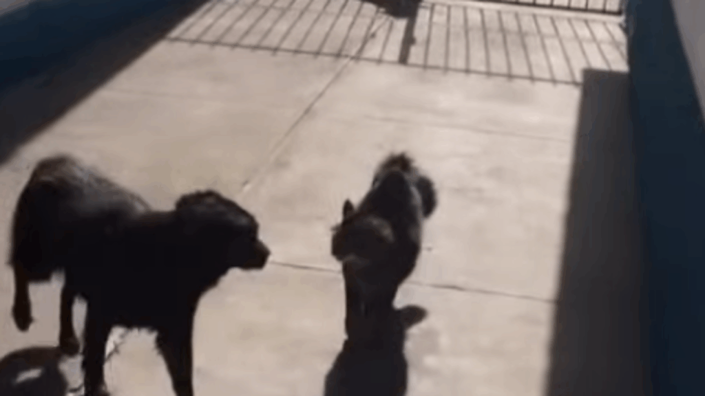 “Chegou em itálico botando ordem”: gato que acabou com a confusão entre cães vira sensação na web
