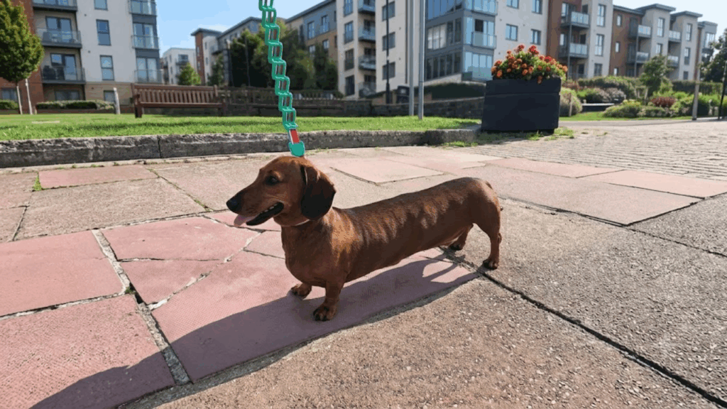 'Cuidado! Veículo longo': Jovem exibe dachshund de 'edição limitada' e internet brinca com recorde