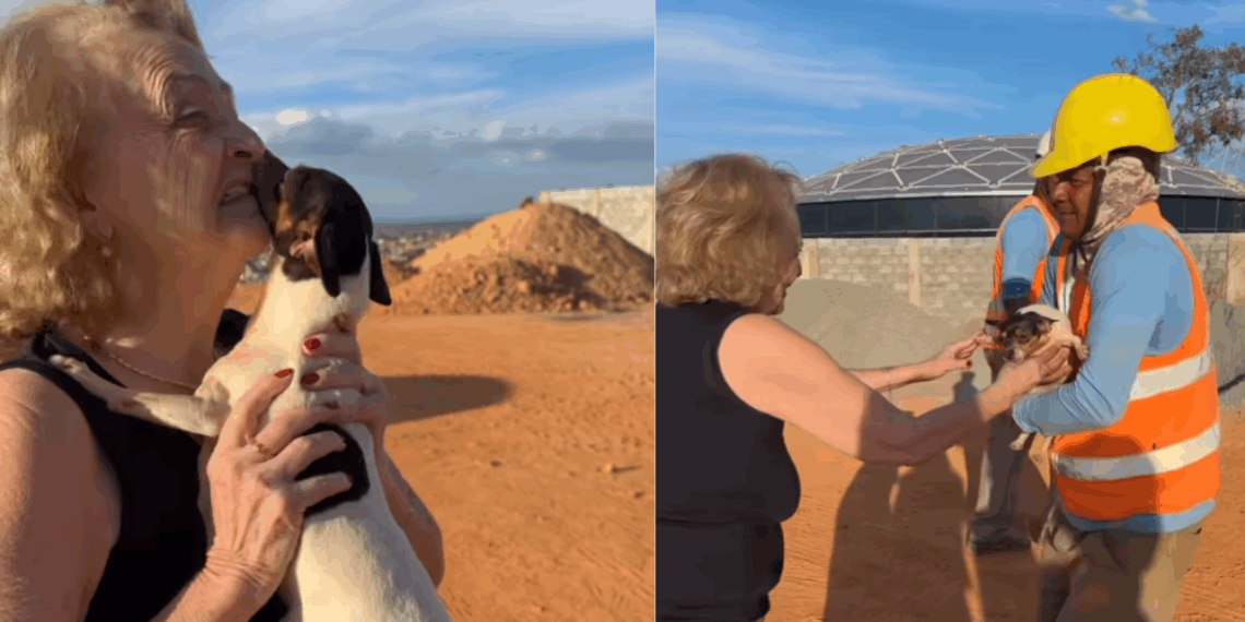 “A última vontade dela não ia se perder nas ruas”: Família mobiliza cidade e reencontro com cachorro desaparecido faz tutora desabar