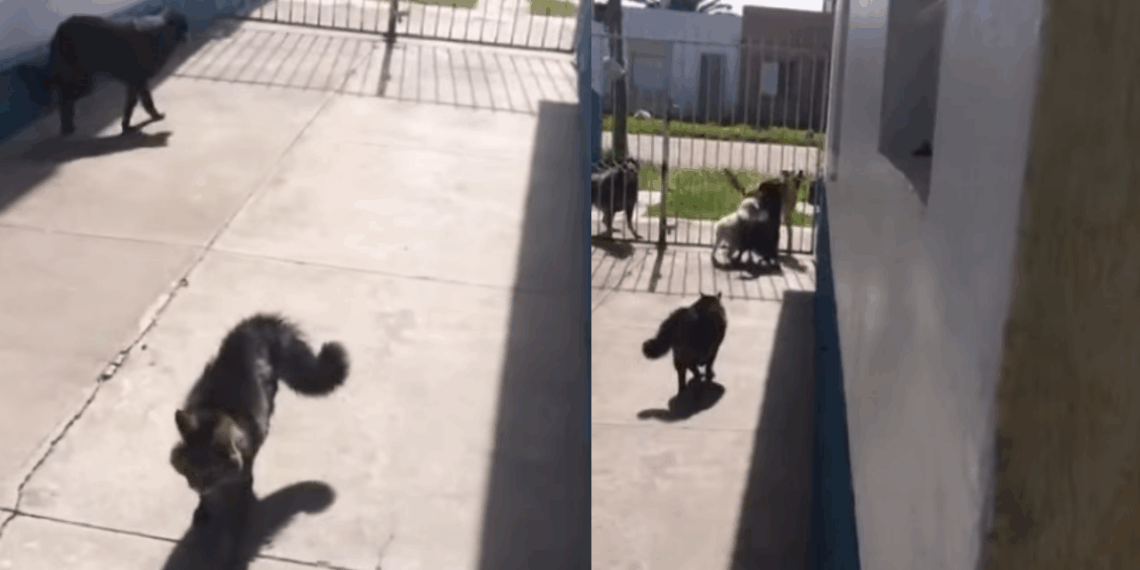 “Chegou em itálico botando ordem”: gato que acabou com a confusão entre cães vira sensação na web