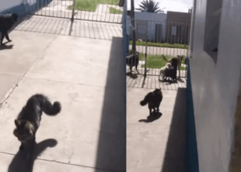 “Chegou em itálico botando ordem”: gato que acabou com a confusão entre cães vira sensação na web