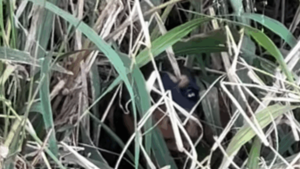 “O medo dela sumiu quando ela aceitou o meu carinho”: Vídeo de resgate de filhote de cachorro abandonado atinge a web